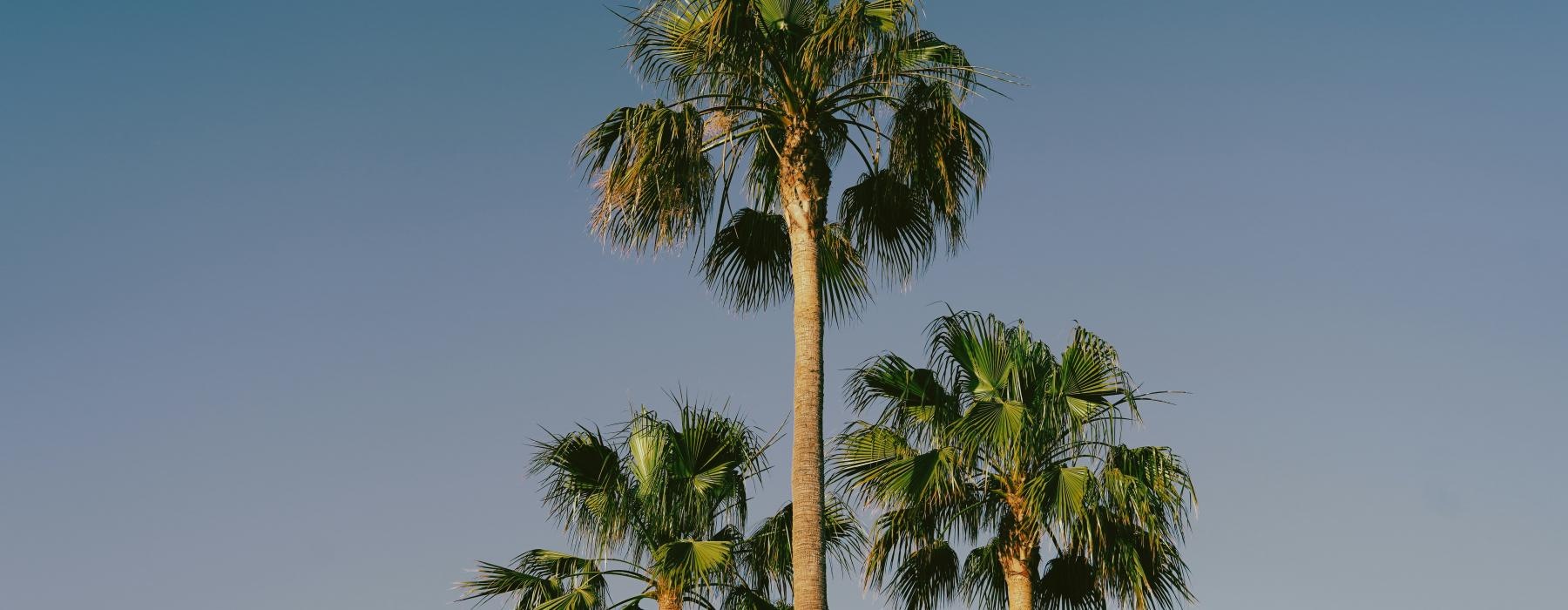 a group of palm trees